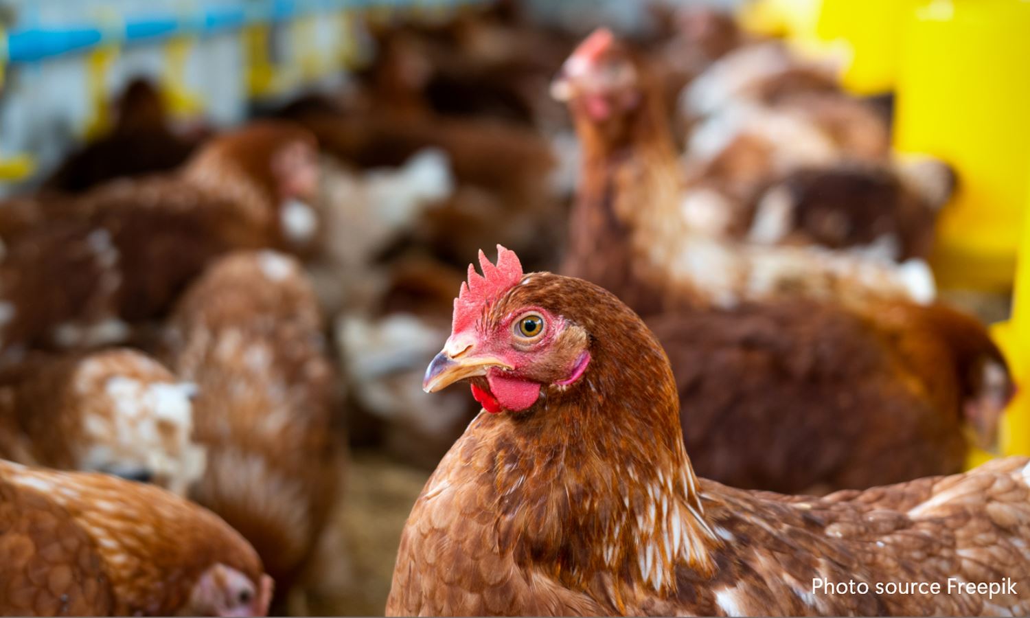 The Poultry Planning Problem No One Talks About
